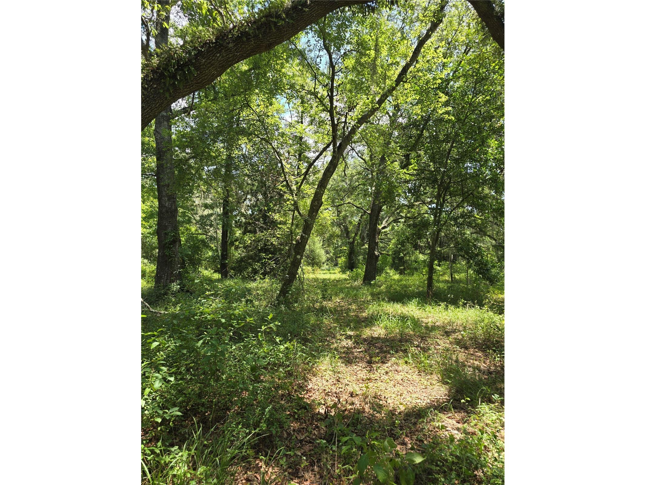 7563 SE County Road 405 Branford FL 32008 GC541349 image6