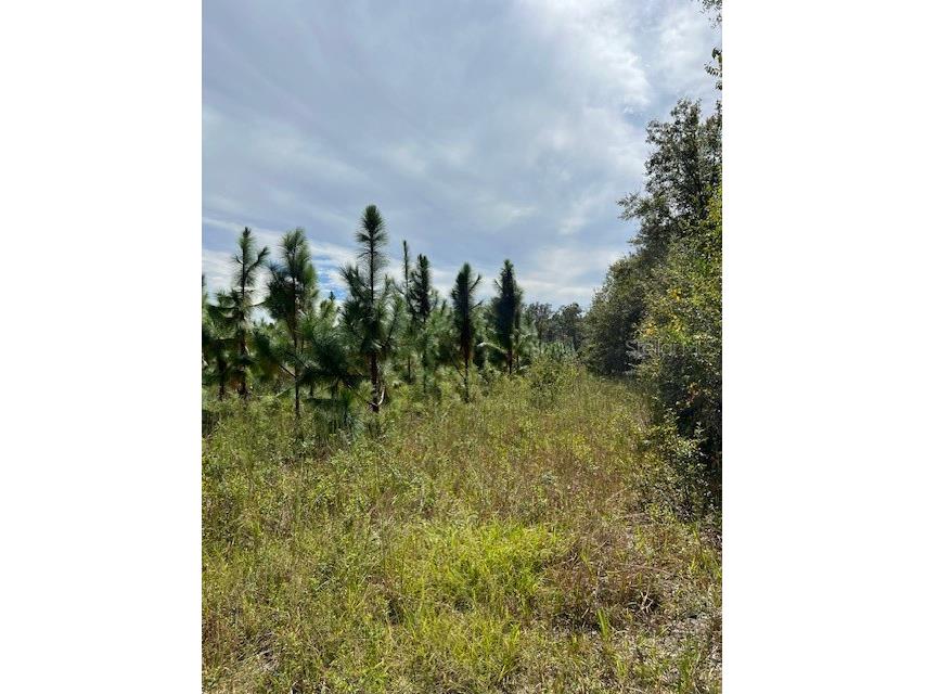 759 SW Upchurch Avenue Lake City FL 32024 OM691597 image12