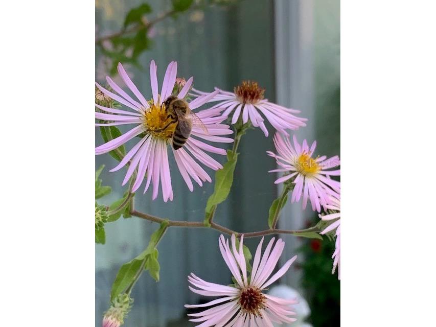 7604 Weeping Willow Circle Sarasota FL 34241 A4679213 image75