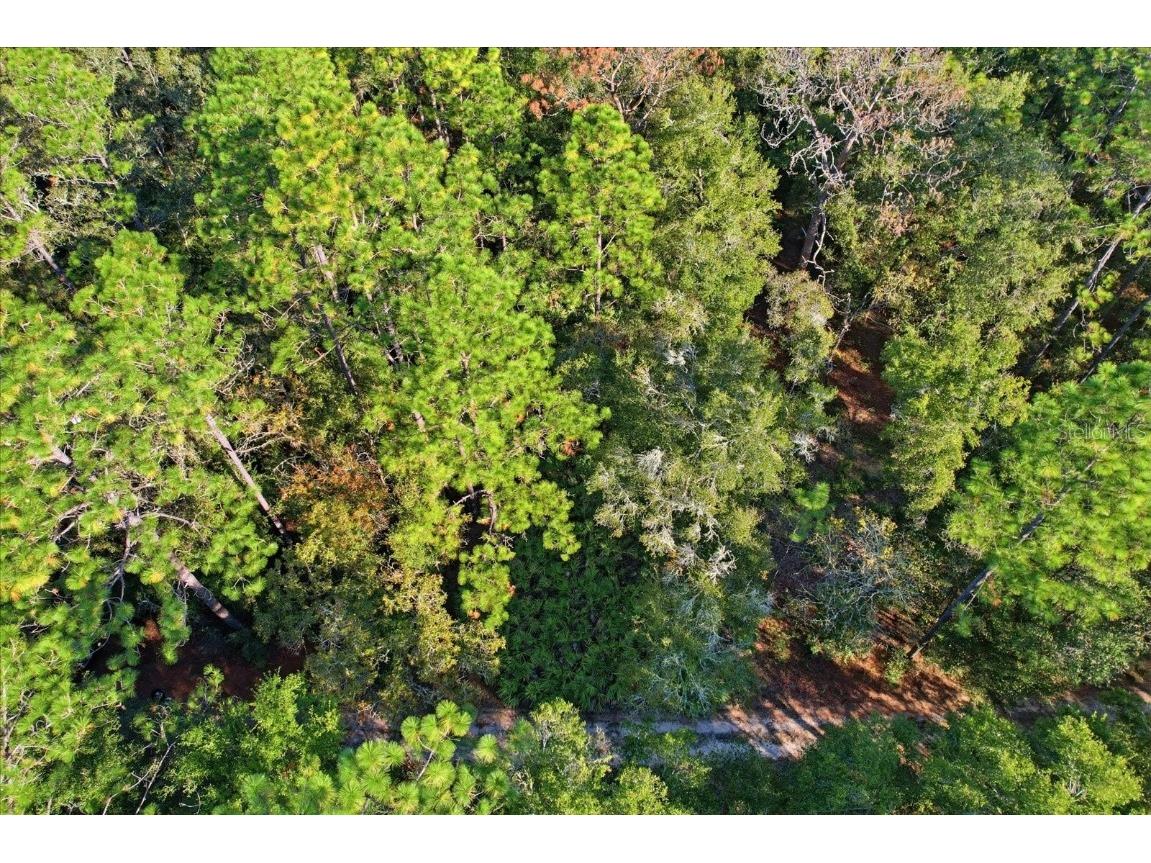 7615 W Rainbow Street Dunnellon FL 34433 TB8446483 image4