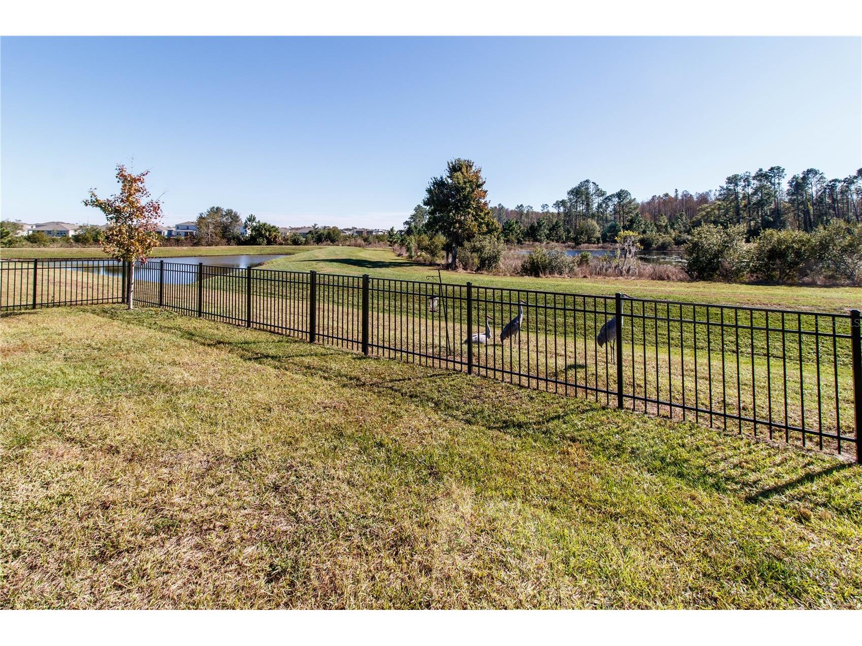 7629 Broad River Avenue Land O Lakes FL 34638 W7881422 image32