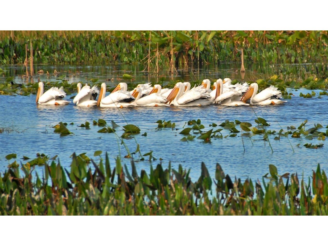 7639 Pesaro Drive Sarasota FL 34238 A4674482 image51