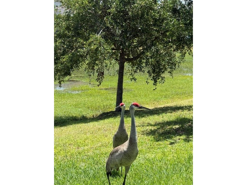 764 W Bayshore Dr Tarpon Springs FL 34689 TB8386824 image45