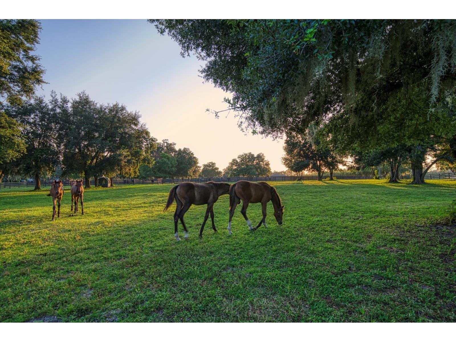7650 N Whippoorwill Terrace Hernando FL 34442 TB8494011 image46
