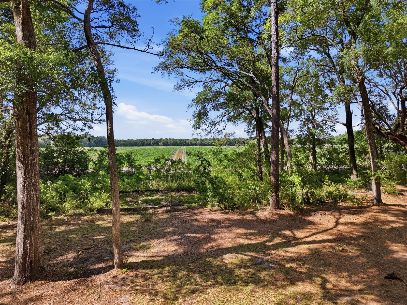 7651 NW 153rd Lane Chiefland FL 32626 GC540158 image37