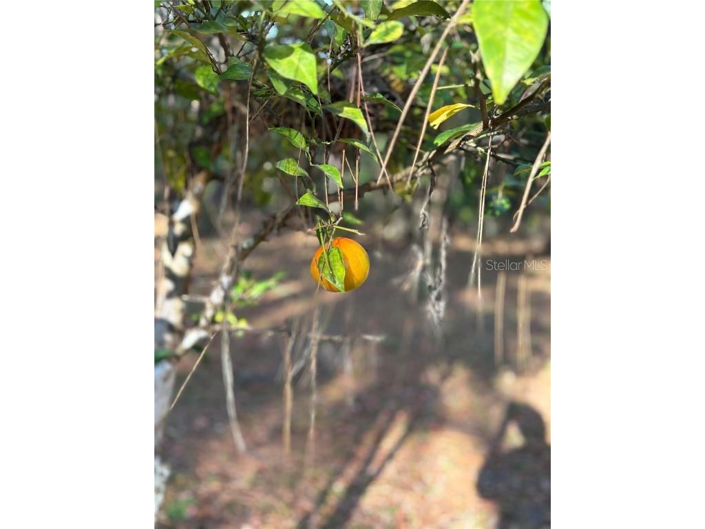 7670 SE 22nd Avenue Ocala FL 34480 OM714797 image18