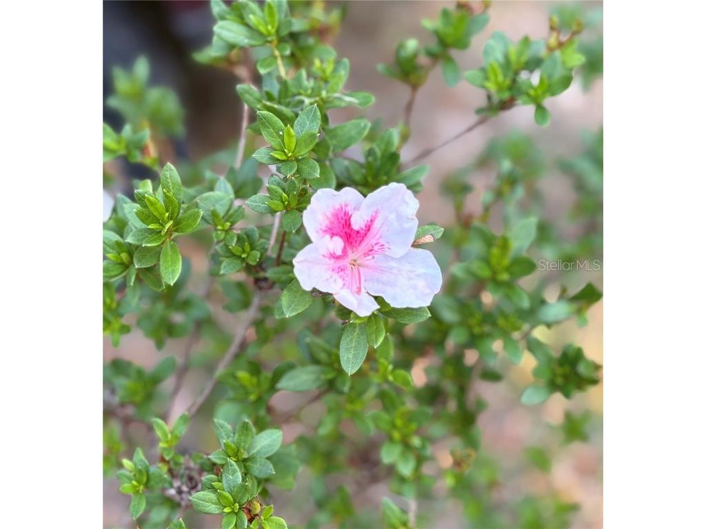 7670 SE 22nd Avenue Ocala FL 34480 OM714797 image19