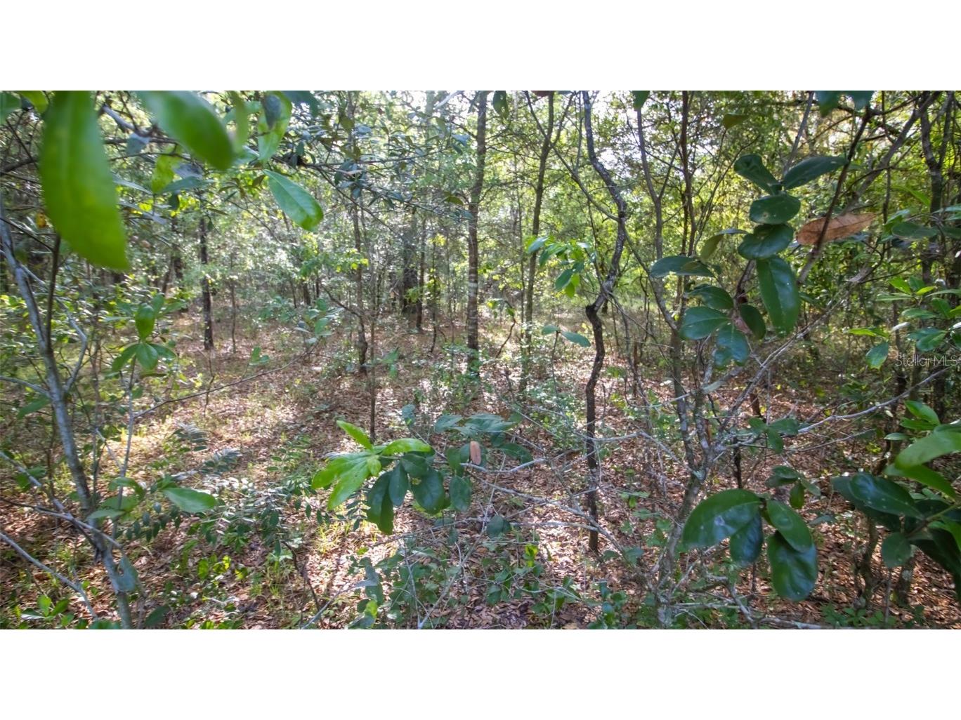 7685 Colorado Avenue Keystone Heights FL 32656 GC530359 image7