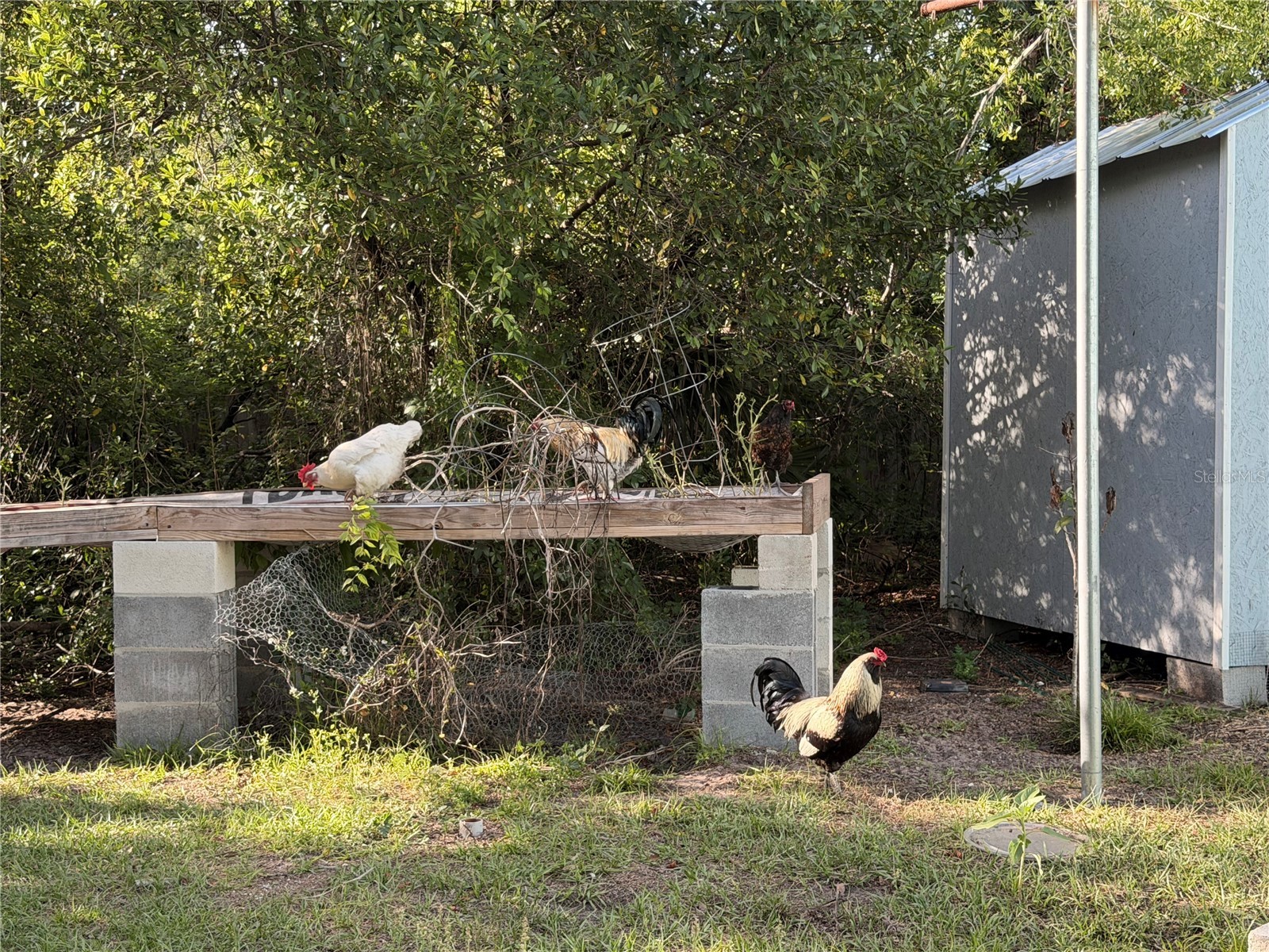 7700 Eden Park Road Orlando FL 32810 V4948452 image17