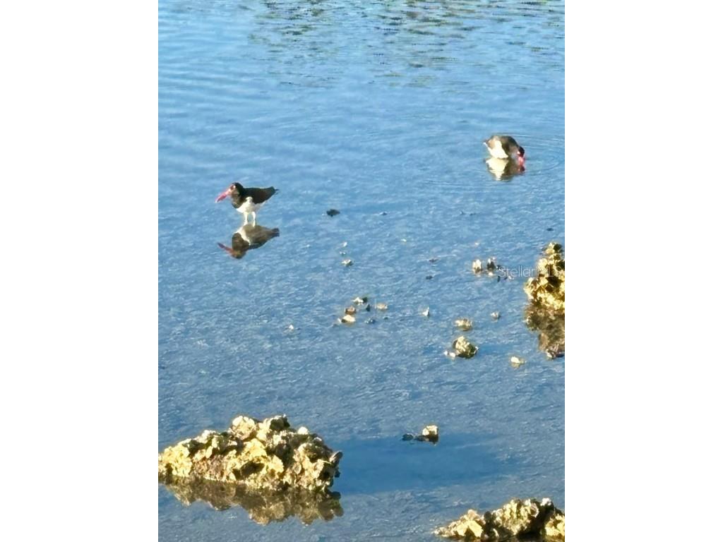 7700 Sun Island Drive S #506 South Pasadena FL 33707 - BOCA CIEGA BAY TB8376551 image63