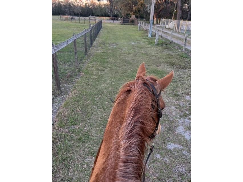 7705 Gardner Road Tampa FL 33625 TB8390525 image28