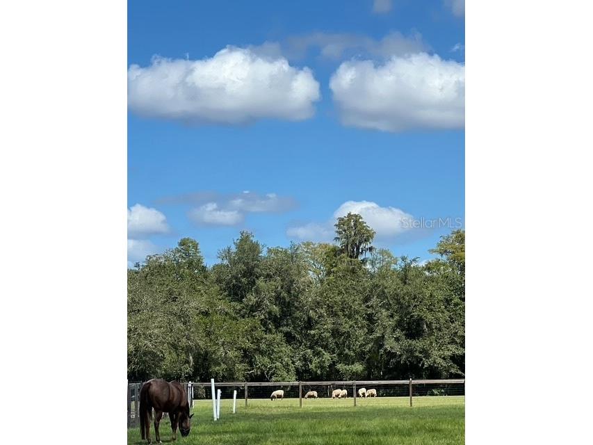 7705 Gardner Road Tampa FL 33625 TB8390525 image32