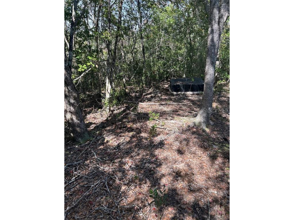 7740 E Smoke Trail Inverness FL 34453 - WITHLACOOCHHE RIVER W7881004 image5