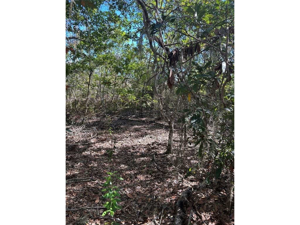 7740 E Smoke Trail Inverness FL 34453 - WITHLACOOCHHE RIVER W7881004 image6