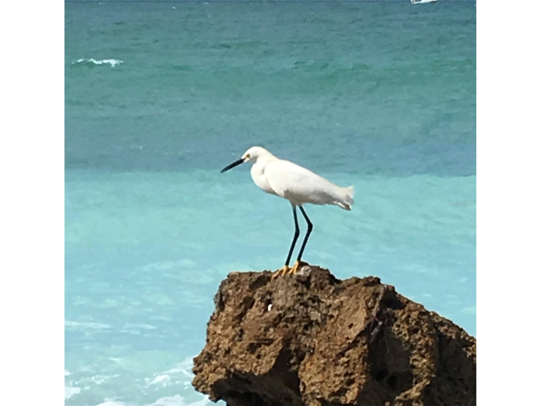 7740 Sanderling Road Sarasota FL 34242 - GULF OF MEXICO A4697623 image11