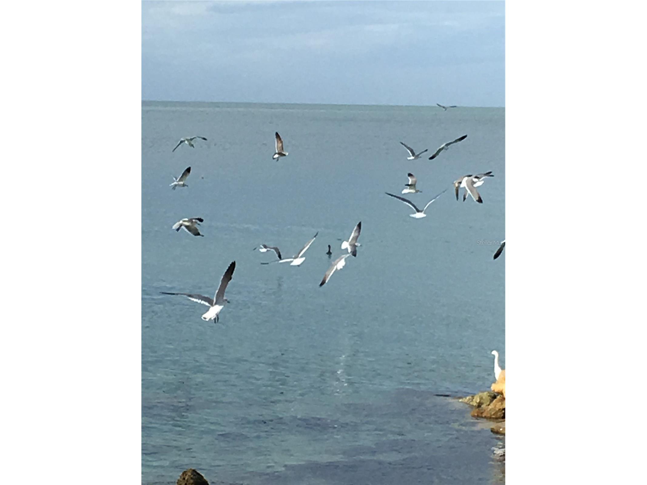 7740 Sanderling Road Sarasota FL 34242 - GULF OF MEXICO A4697623 image7