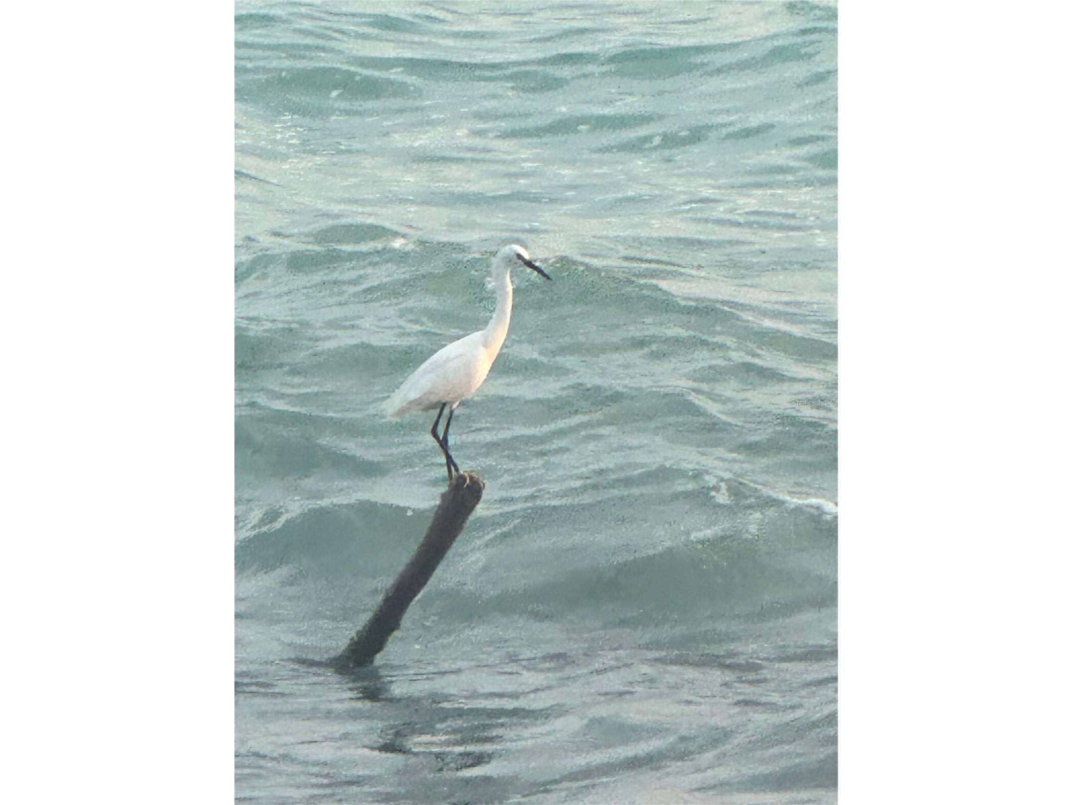 7740 Sanderling Road Sarasota FL 34242 - GULF OF MEXICO A4697623 image8