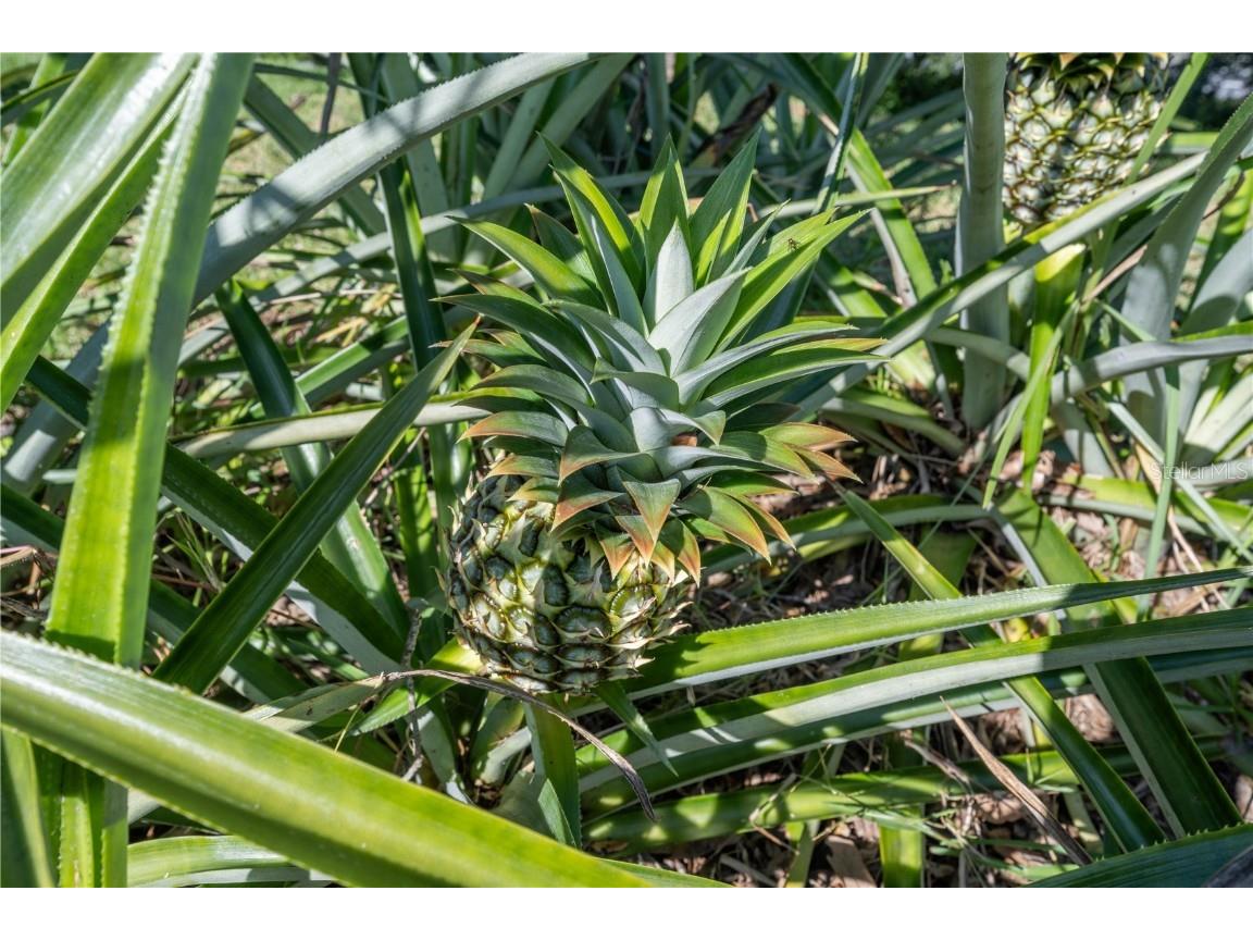 775 Princeton Drive Clermont FL 34711 G5103999 image21