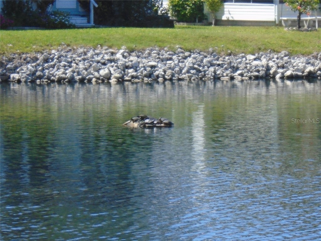 7777 46th Avenue N #36 Saint Petersburg FL 33709 TB8424959 image29