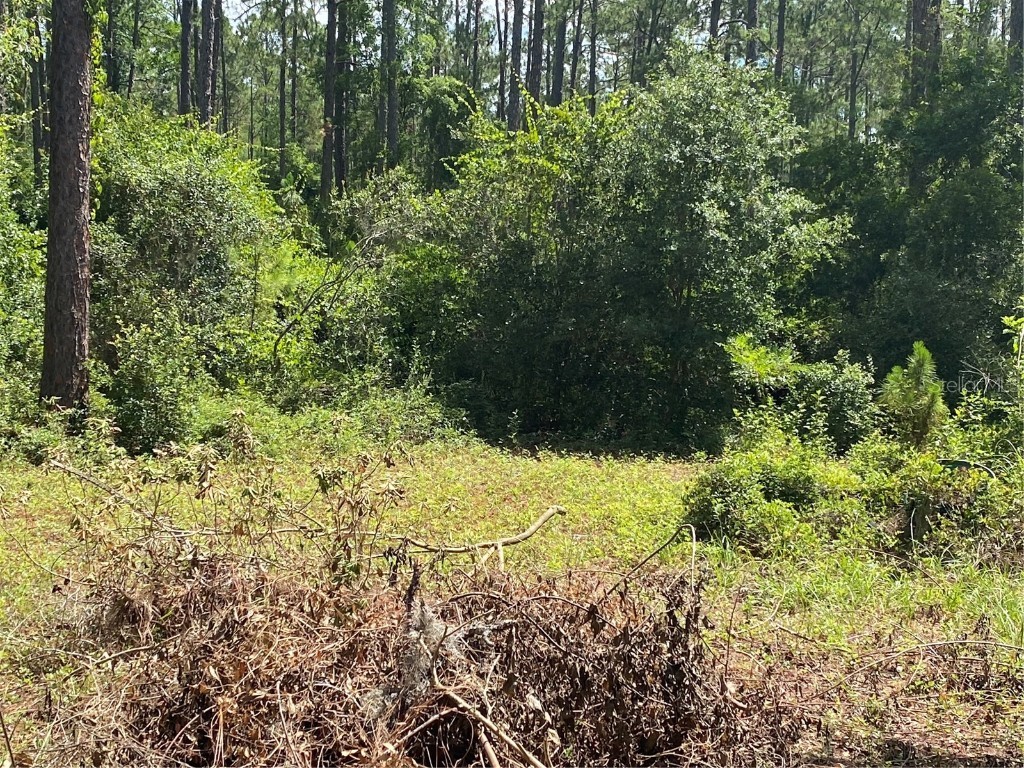 7801 NE 192nd Place Citra FL 32113 OM704802 image8