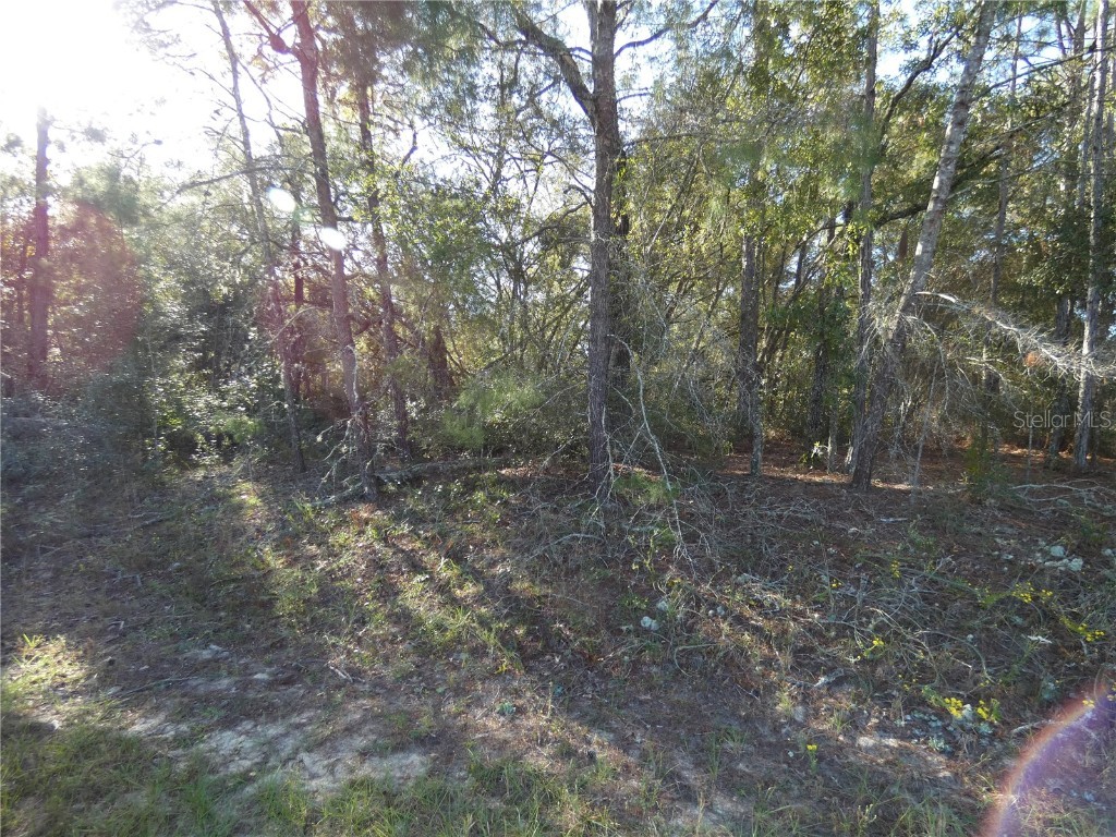 7809 N Jamaica Drive Citrus Springs FL 34433 OM712252 image1