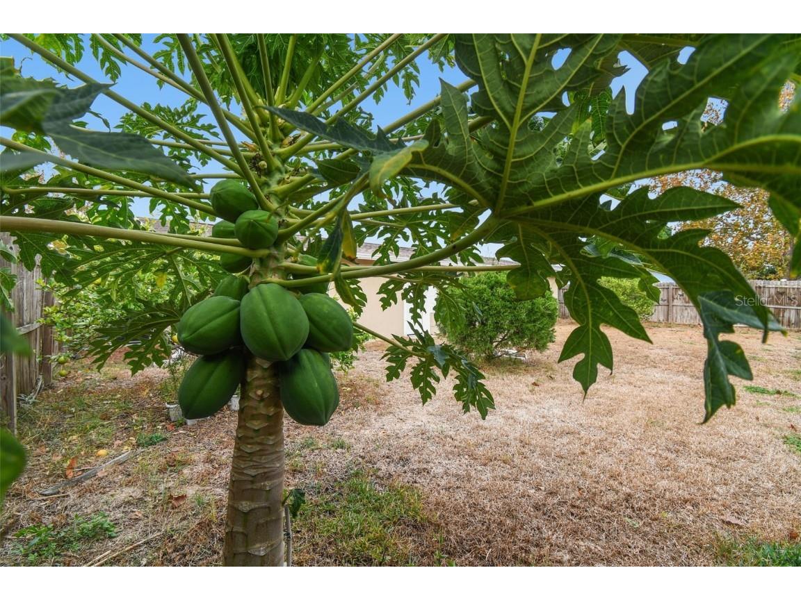 7810 Birchwood Dr Port Richey FL 34668 TB8455223 image41