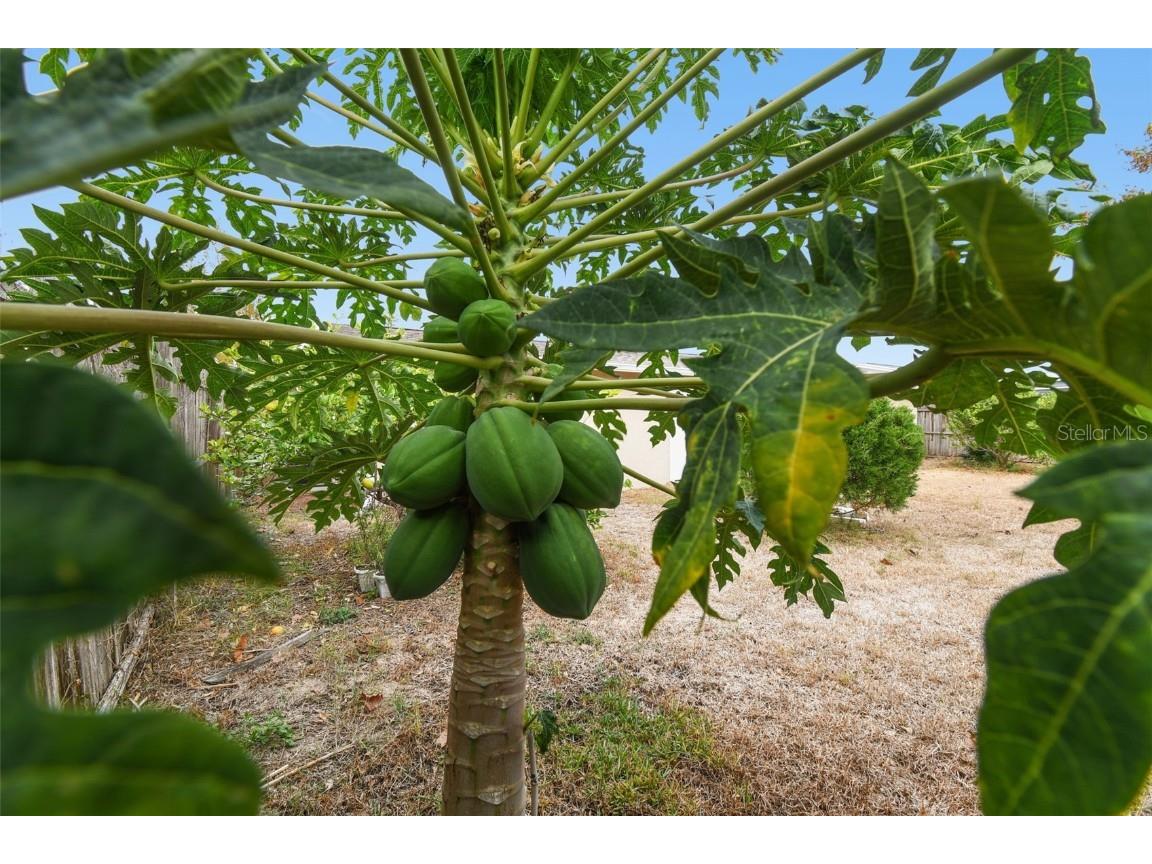 7810 Birchwood Dr Port Richey FL 34668 TB8455223 image42