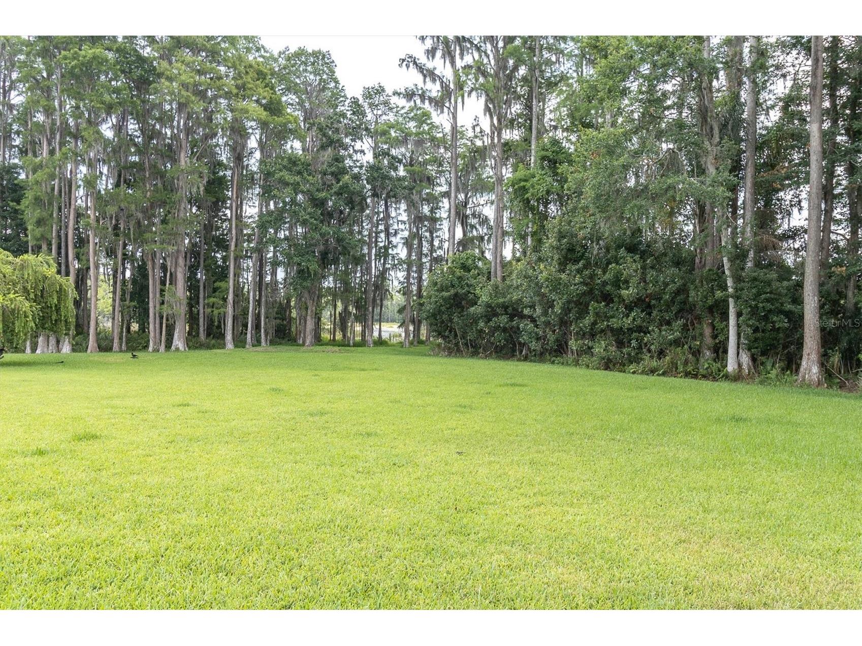 7832 Blue Spring Drive Land O Lakes FL 34637 TB8523972 image39