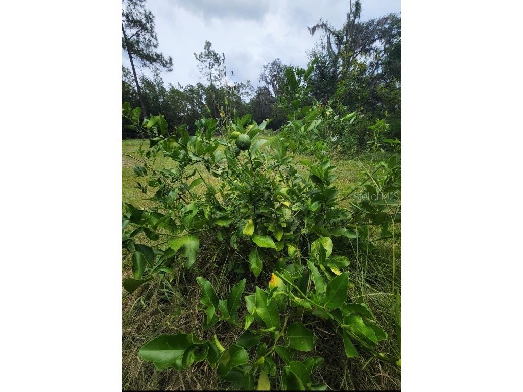 7833 Bay Lake Road Groveland FL 34736 G5099982 image34