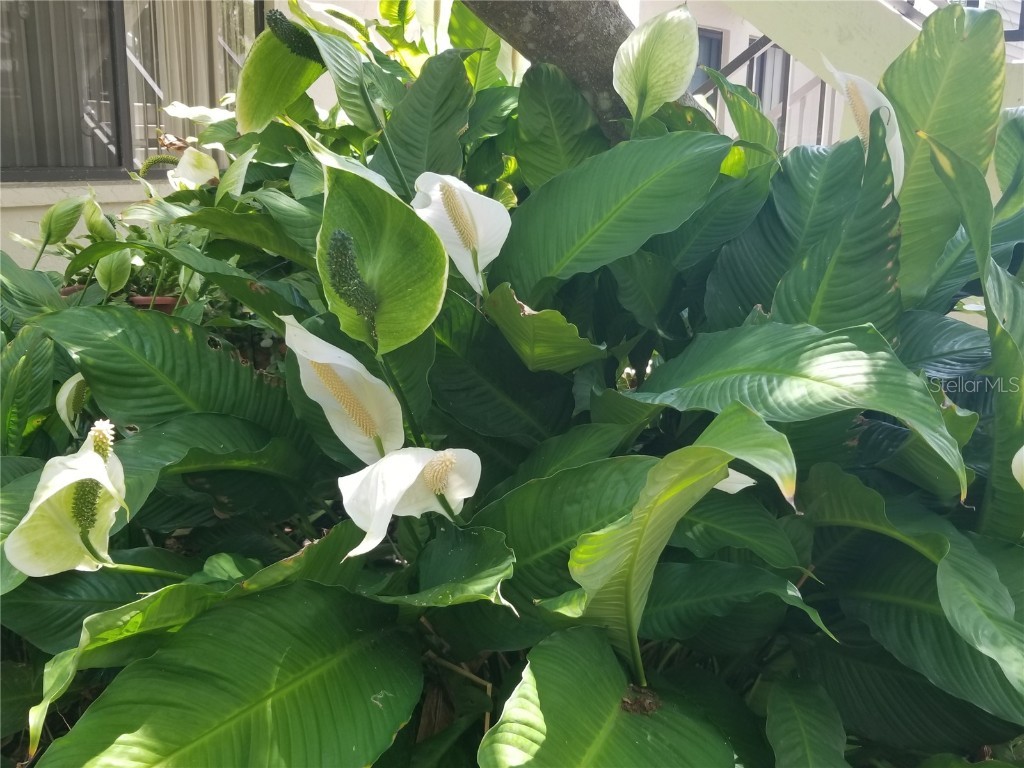 7842 Eagle Creek Drive #7842 Sarasota FL 34243 A4648853 image35