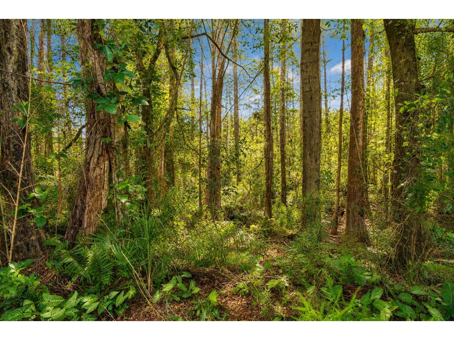 785 Centerwood Drive Tarpon Springs FL 34688 TB8529279 image7