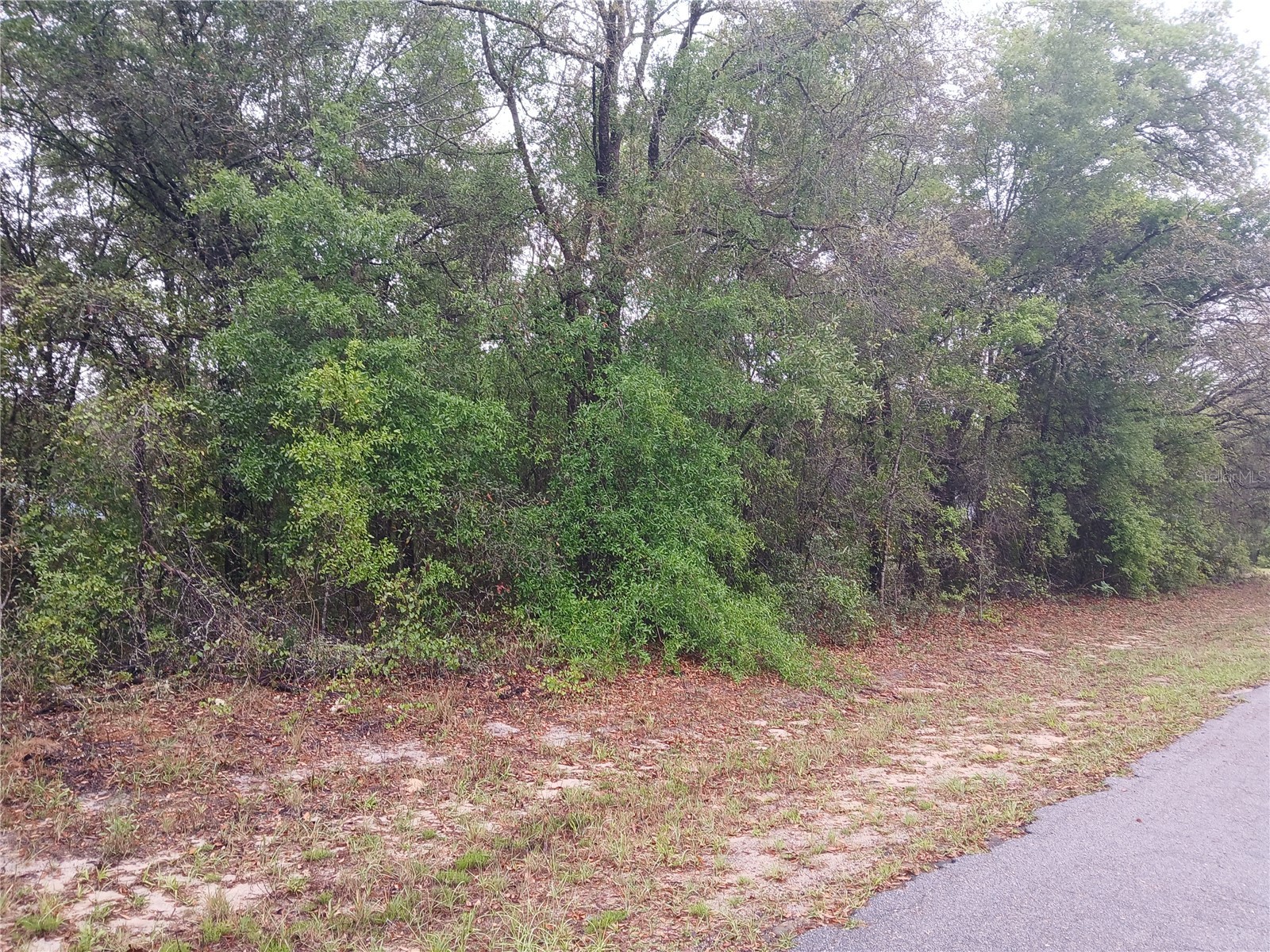7851 N Vince Drive Citrus Springs FL 34434 OM722250 image3