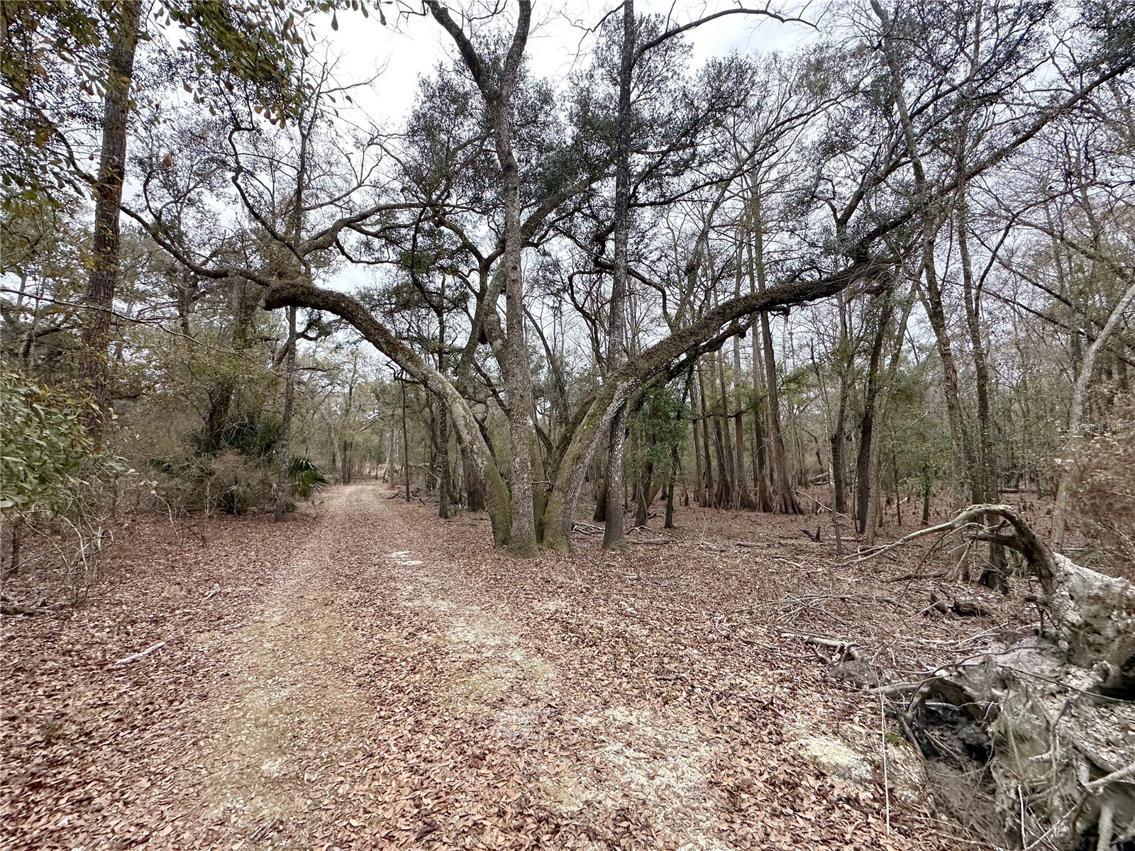 7875 SW County Road 344 Bell FL 32619 GC537506 image1