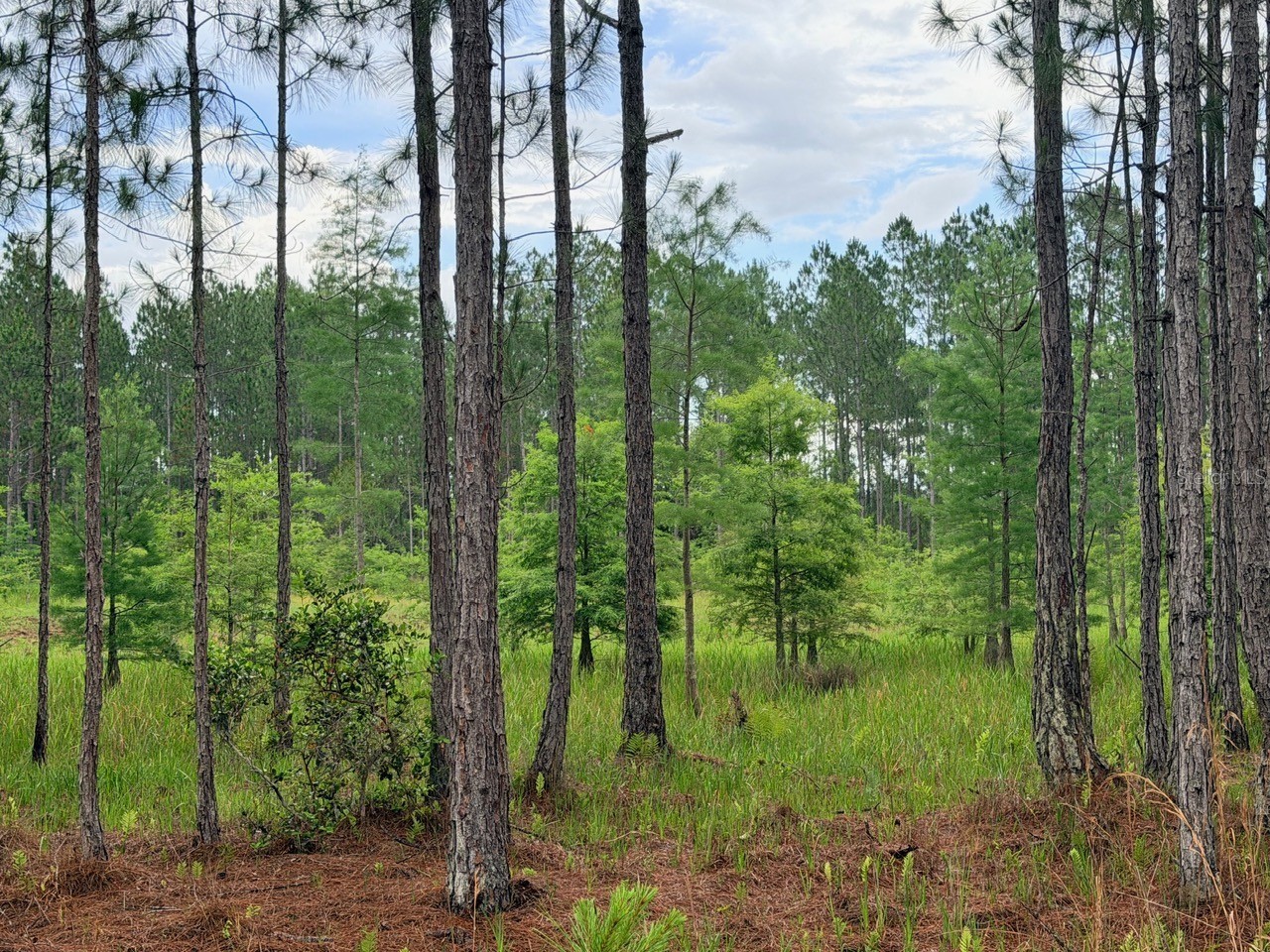790 NW 42 Terrace Chiefland FL 32626 GC541238 image3