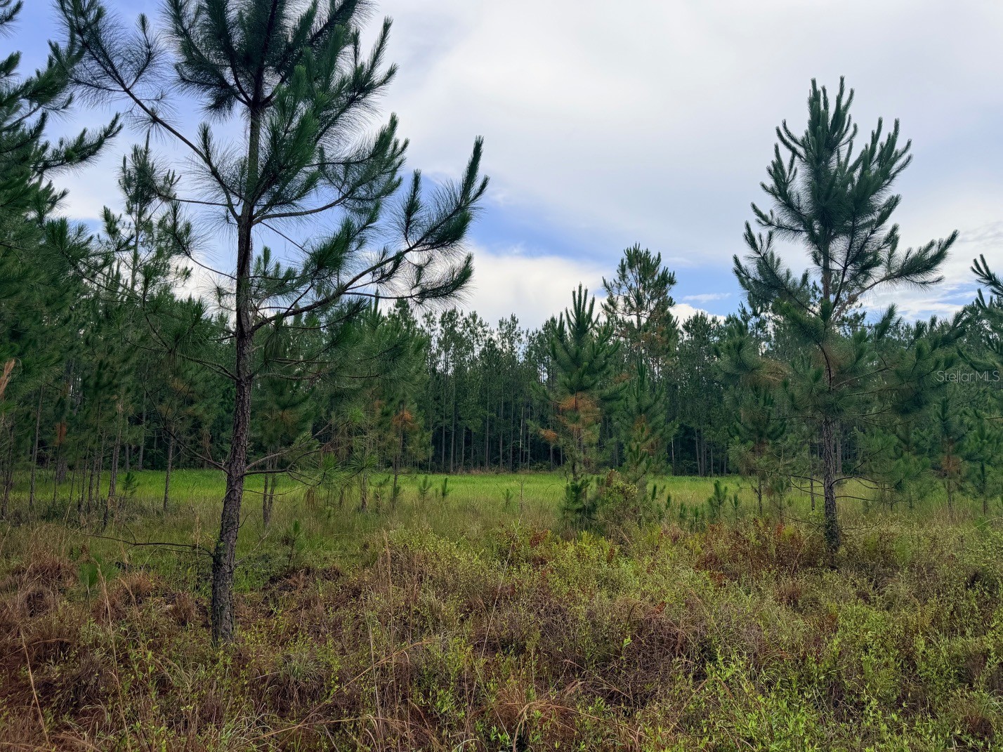 790 NW 42 Terrace Chiefland FL 32626 GC541238 image35