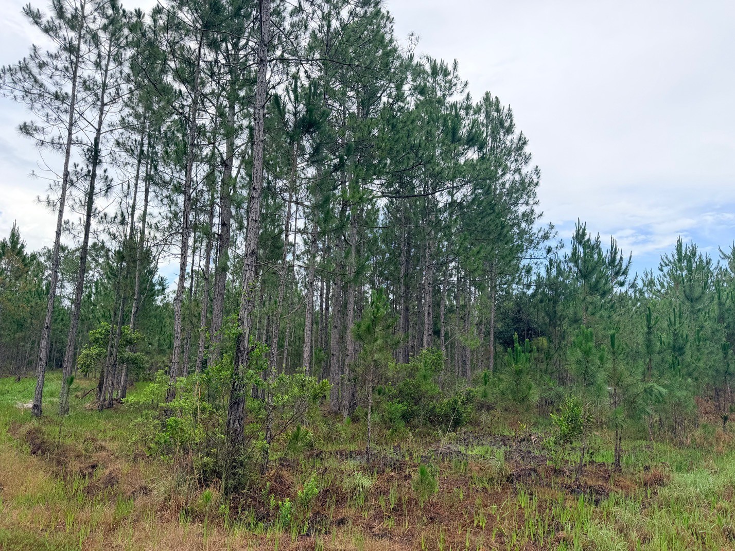 790 NW 42 Terrace Chiefland FL 32626 GC541238 image40