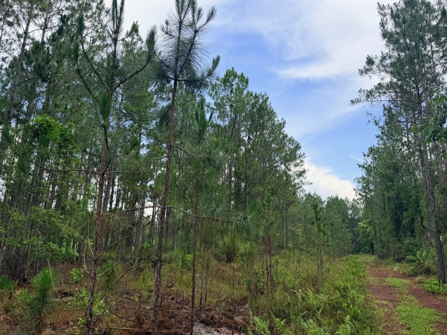 790 NW 42 Terrace Chiefland FL 32626 GC541238 image41