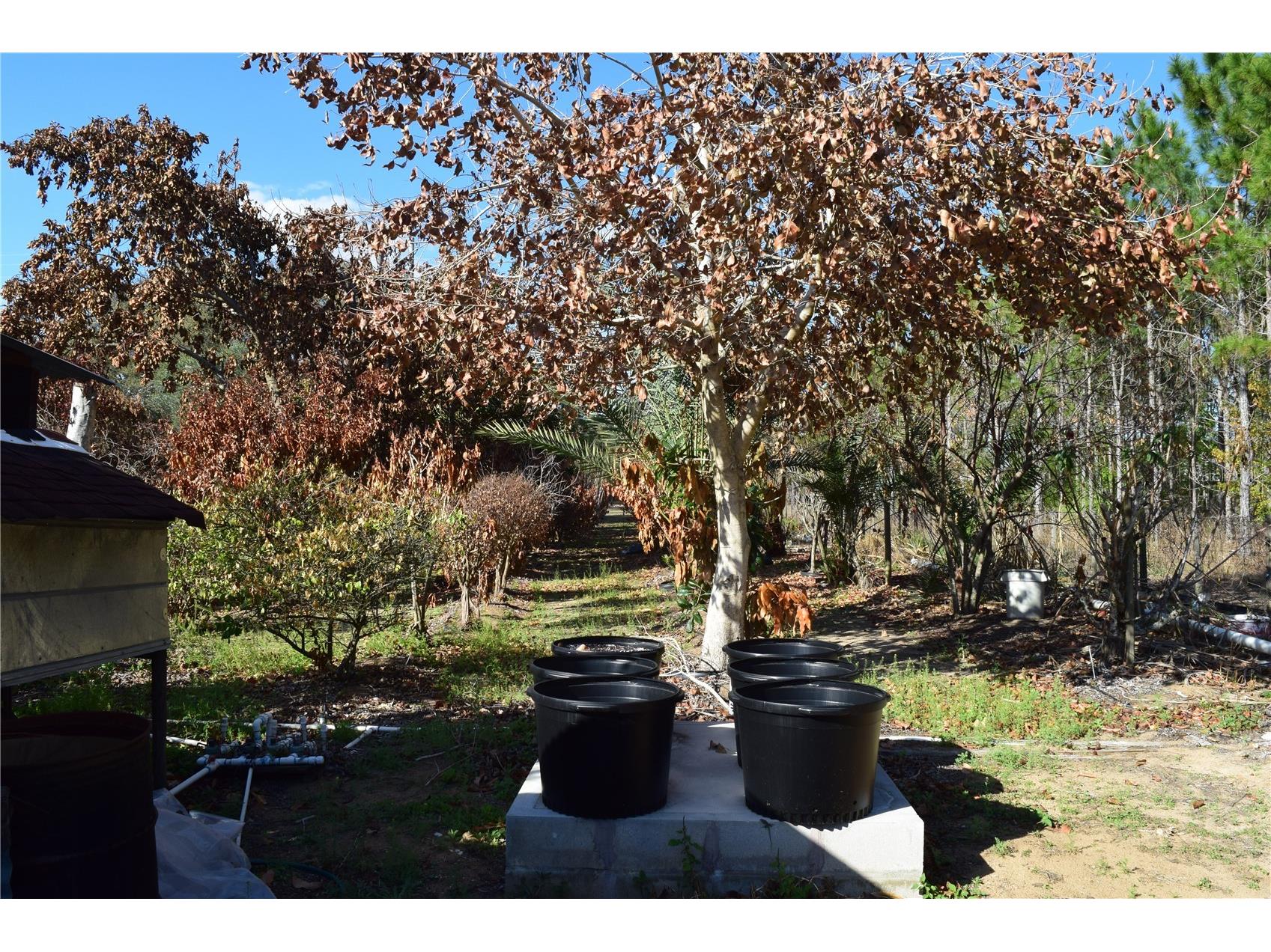 7901 N Cherry Lake Groves Road Groveland FL 34736 S5144382 image20