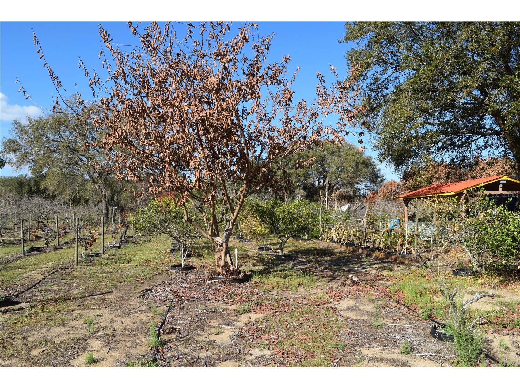 7901 N Cherry Lake Groves Road Groveland FL 34736 S5144382 image37
