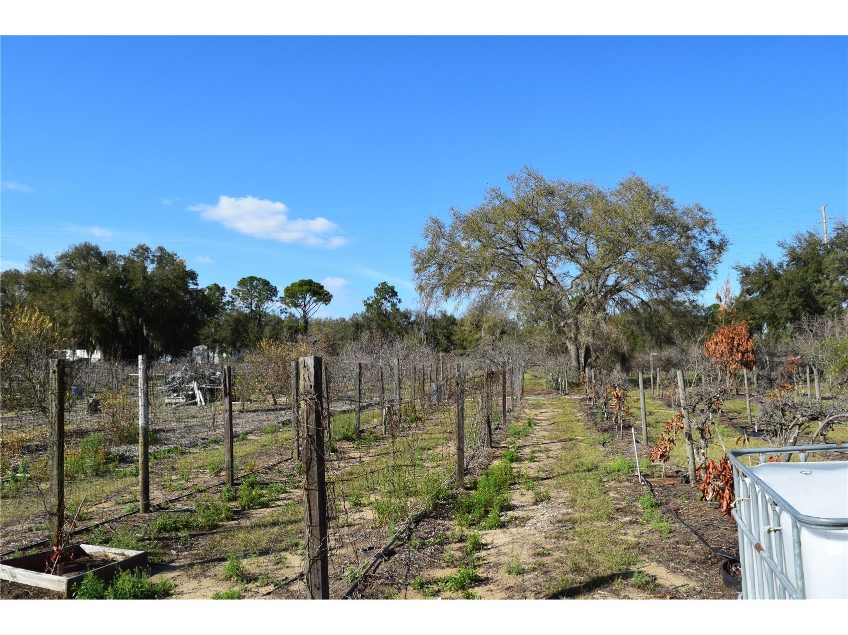 7901 N Cherry Lake Groves Road Groveland FL 34736 S5144382 image38