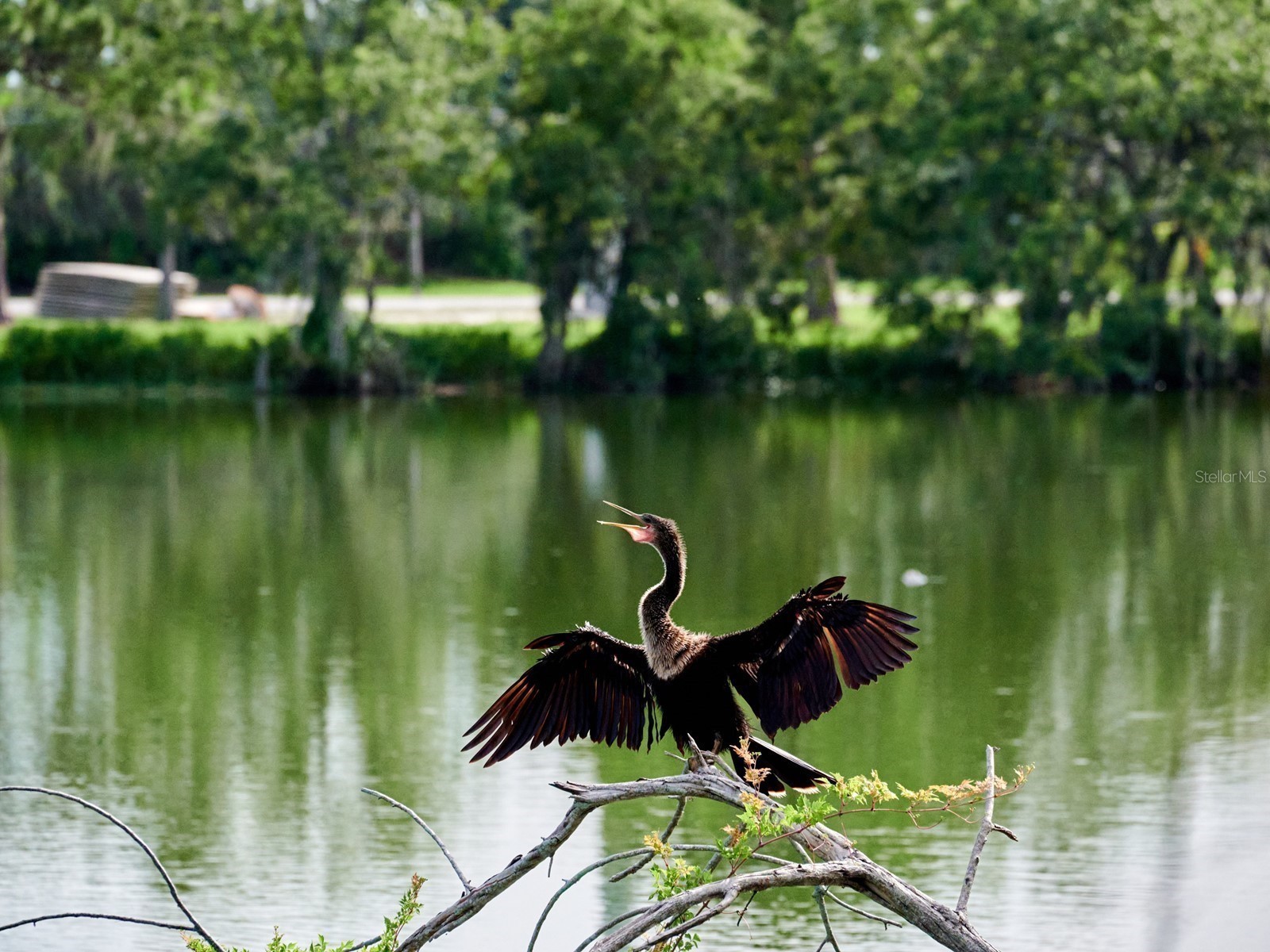 7919 Limestone Lane #13-204 Sarasota FL 34233 A4684105 image63