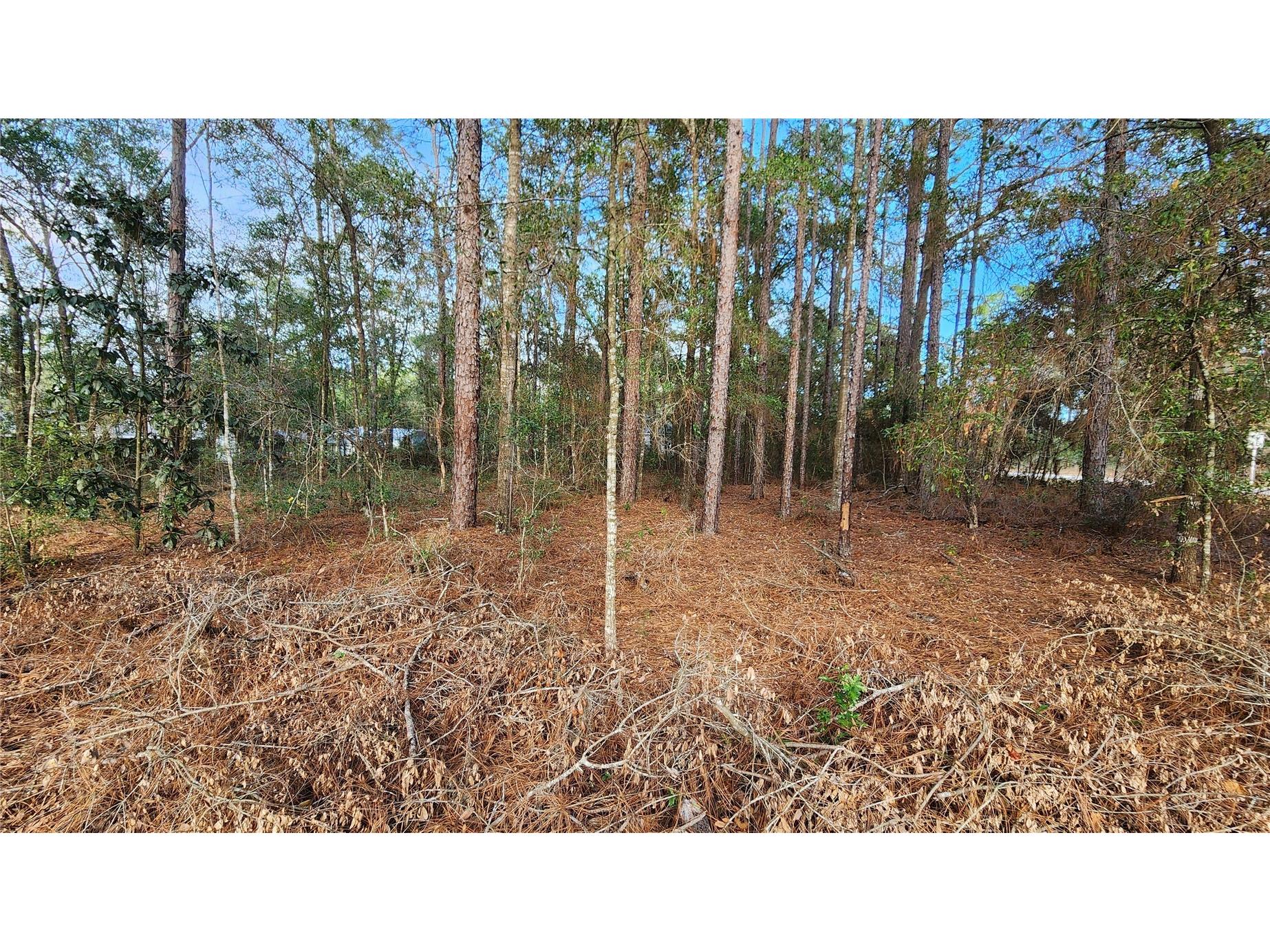 7954 N Golfview Drive Citrus Springs FL 34434 OM717623 image5