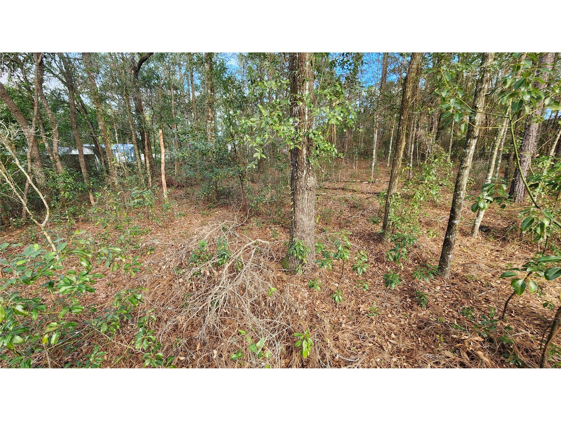 7954 N Golfview Drive Citrus Springs FL 34434 OM717623 image7