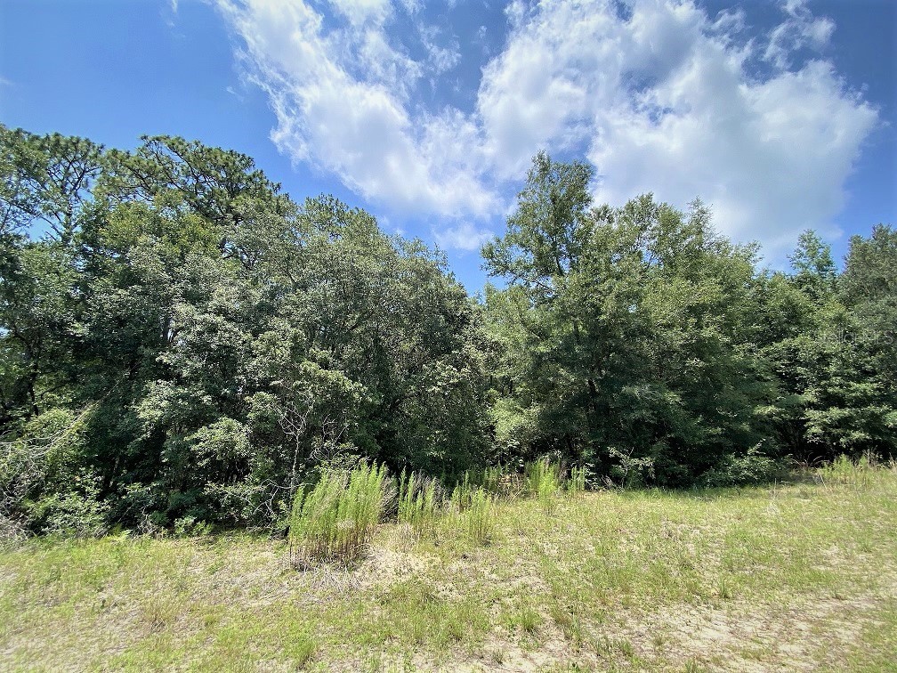 7968 N Hillview Circle Citrus Springs FL 34434 R4906077 image1