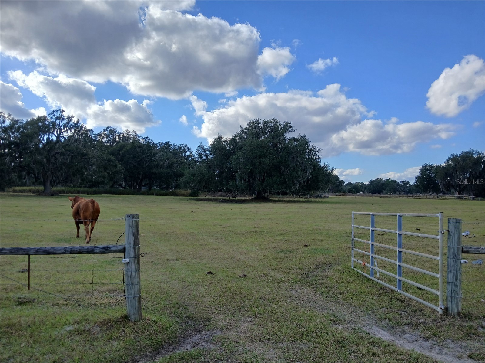7975 Cr 736 Center Hill FL 33514 G5105951 image1