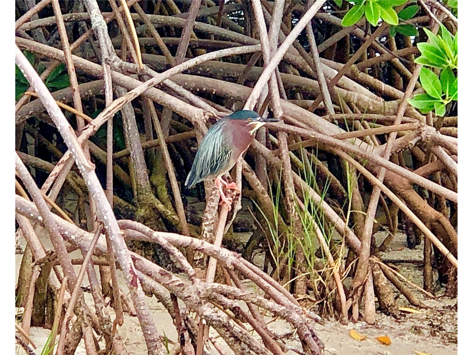 7979 Sailboat Key Boulevard S #208 South Pasadena FL 33707 - BOCA CIEGA TB8488896 image58