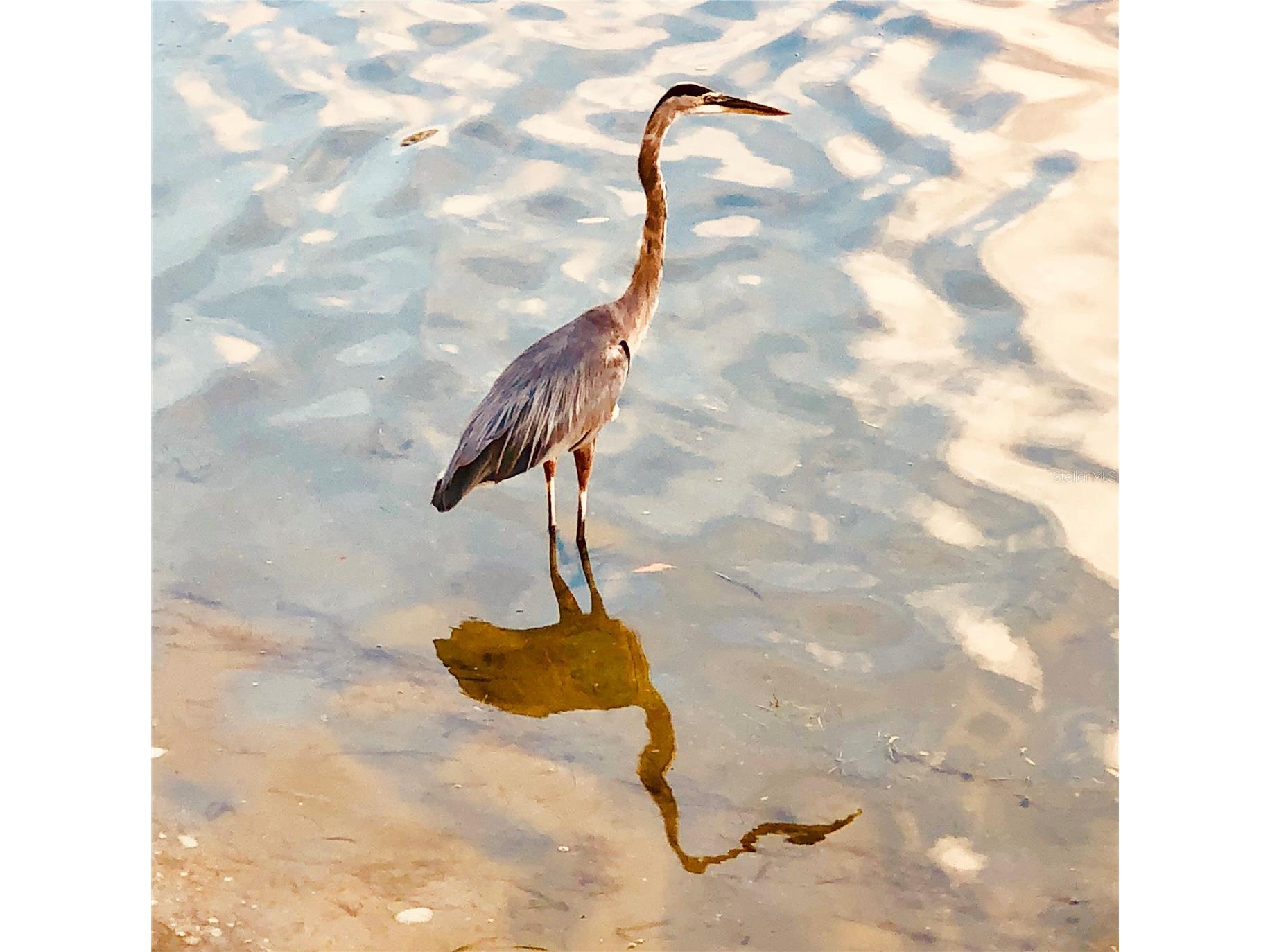 7979 Sailboat Key Boulevard S #208 South Pasadena FL 33707 - BOCA CIEGA TB8488896 image60