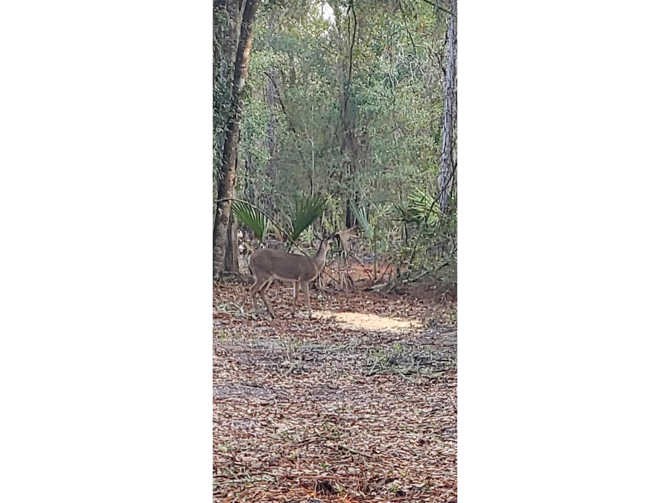 7982 W Mayfair Drive Homosassa FL 34448 W7885435 image4