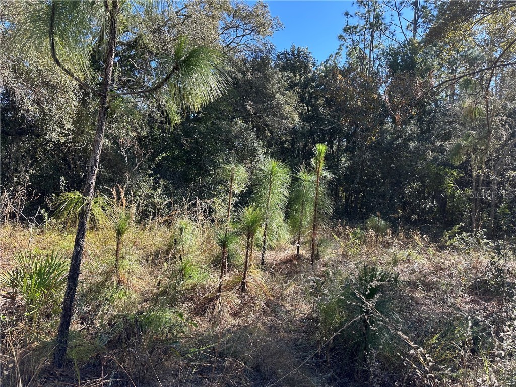 7991 N Tiny Lily Drive Citrus Springs FL 34434 TB8327305 image4