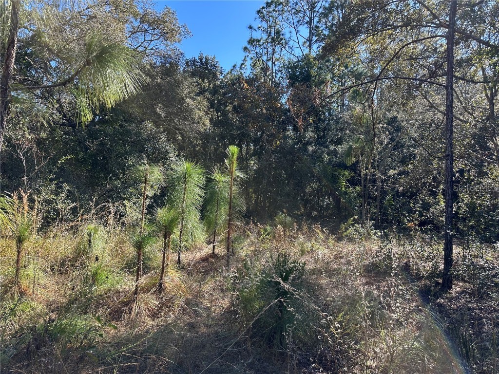 7991 N Tiny Lily Drive Citrus Springs FL 34434 TB8327305 image9